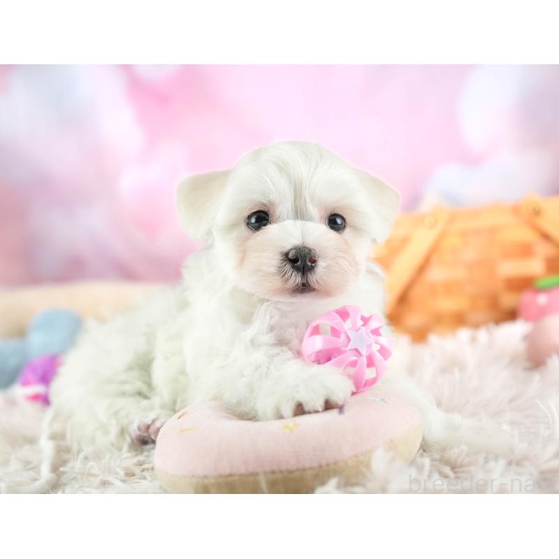 販売中の埼玉県のミックス犬-453243の12枚目