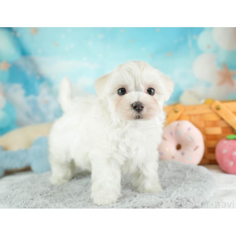 販売中の埼玉県のミックス犬-453243の11枚目