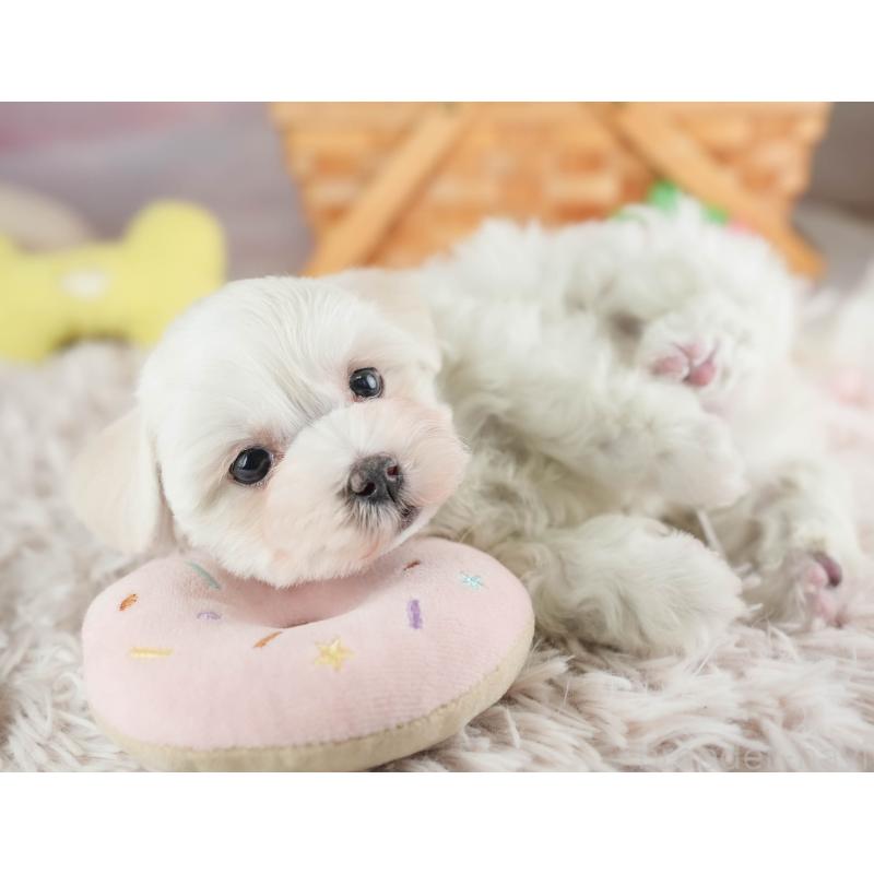 販売中の埼玉県のミックス犬-453243の10枚目