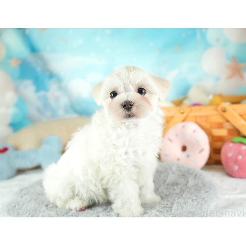 販売中の埼玉県のミックス犬-453243の9枚目