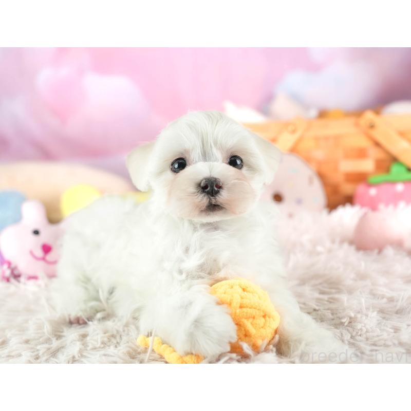 販売中の埼玉県のミックス犬-453243の7枚目