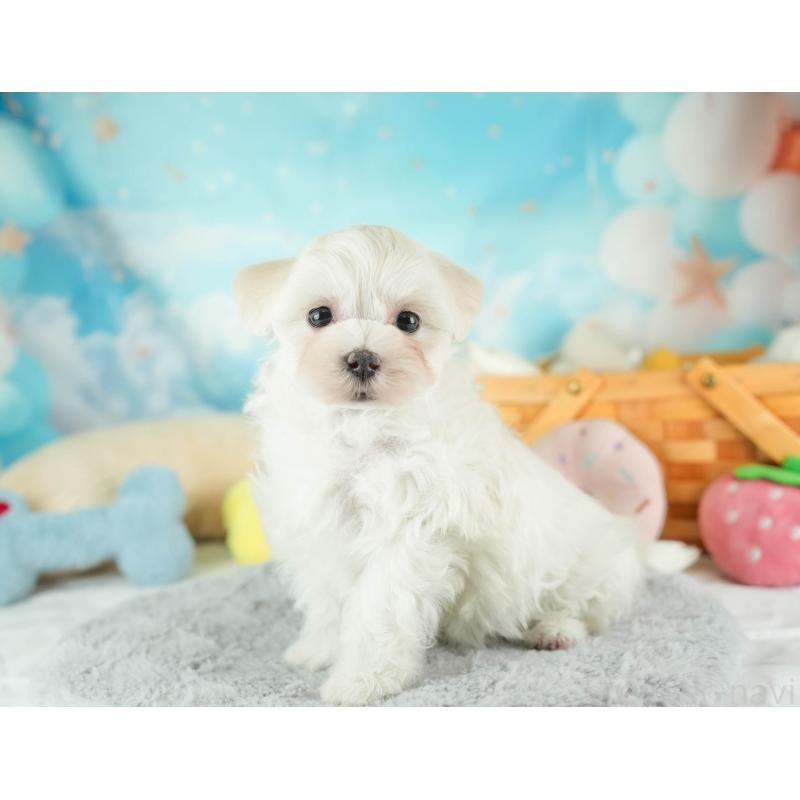 販売中の埼玉県のミックス犬-453243の6枚目