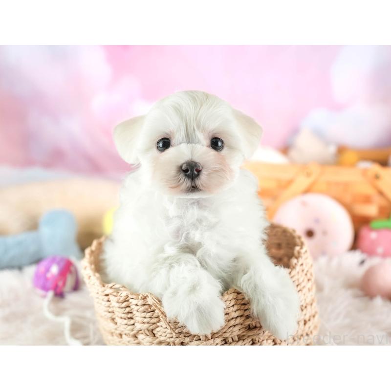 販売中の埼玉県のミックス犬-453243の5枚目