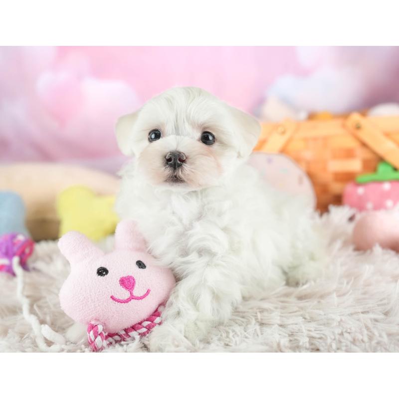 販売中の埼玉県のミックス犬-453243の4枚目