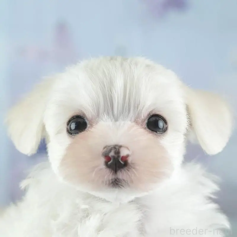 ♀︎ミックス犬