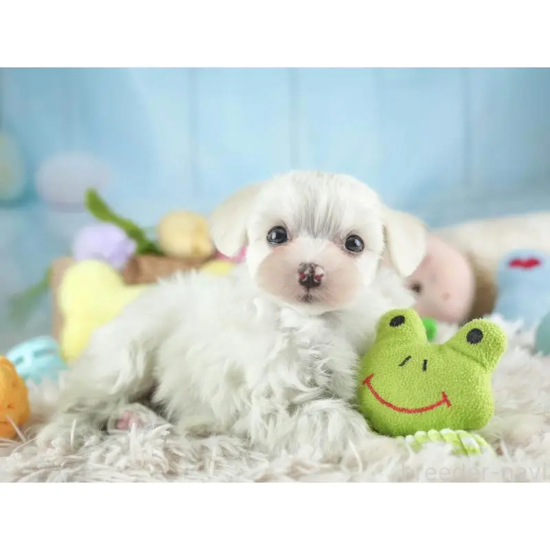 販売中の埼玉県のミックス犬-453242の12枚目