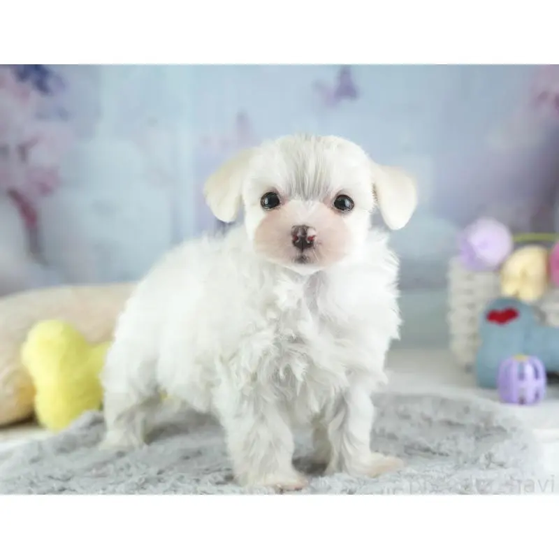 販売中の埼玉県のミックス犬-453242の11枚目