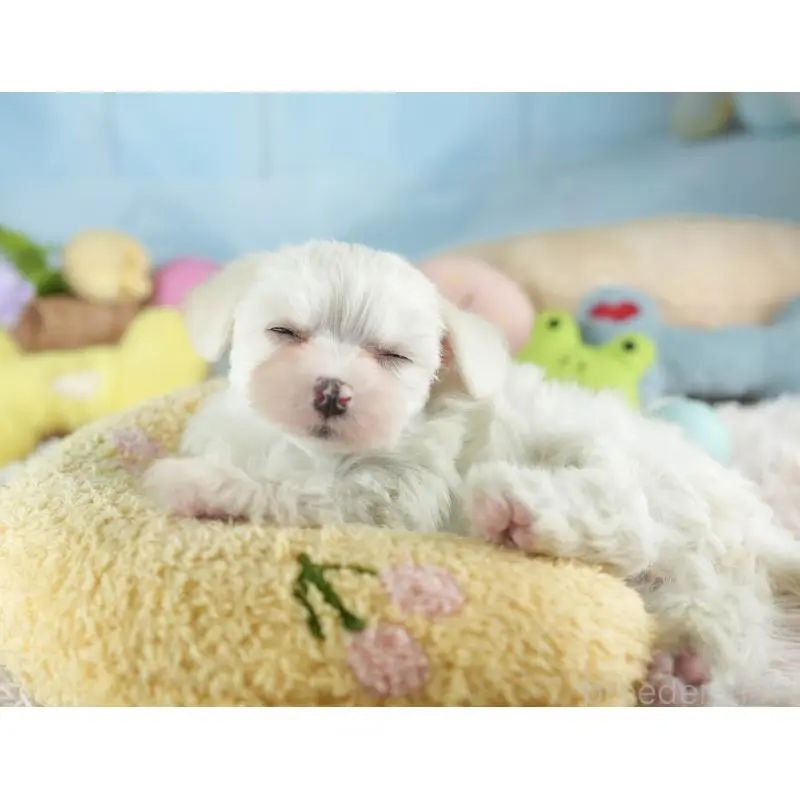 販売中の埼玉県のミックス犬-453242の9枚目