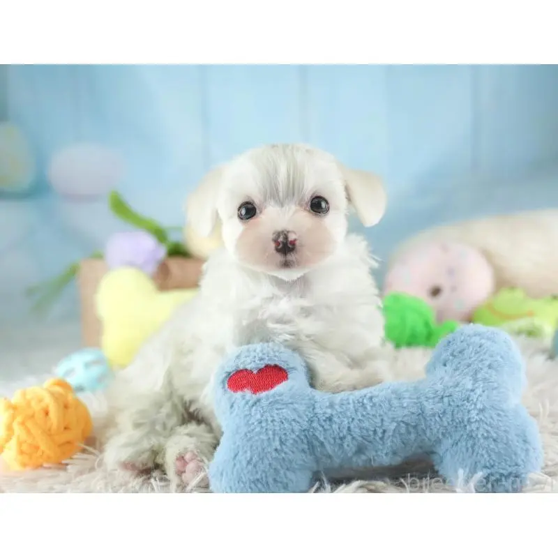 販売中の埼玉県のミックス犬-453242の7枚目