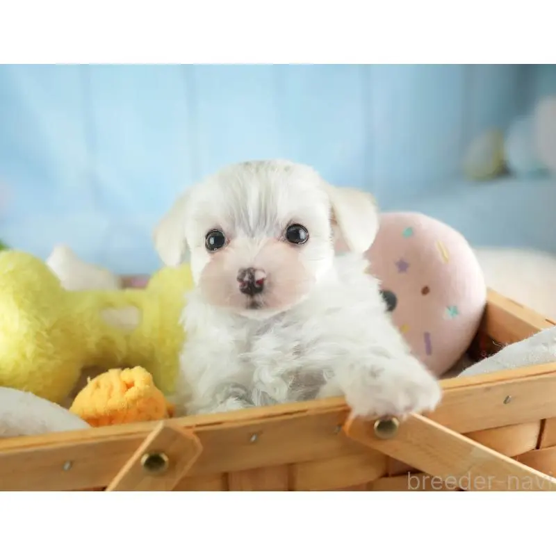 販売中の埼玉県のミックス犬-453242の6枚目