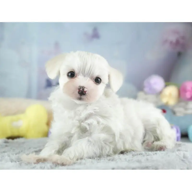 販売中の埼玉県のミックス犬-453242の5枚目