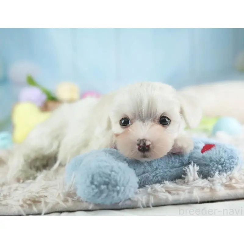 販売中の埼玉県のミックス犬-453242の4枚目