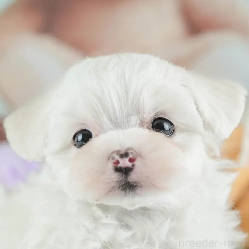 ♀︎ミックス犬