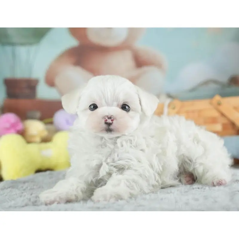 販売中の埼玉県のミックス犬-453241の12枚目