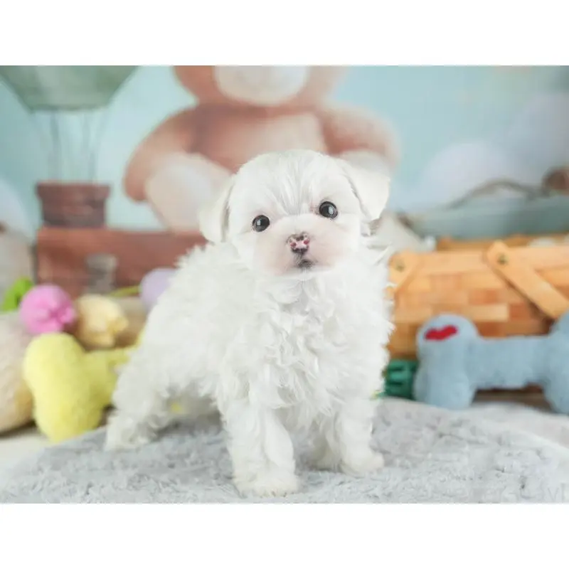 販売中の埼玉県のミックス犬-453241の11枚目