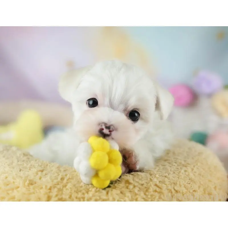 販売中の埼玉県のミックス犬-453241の10枚目