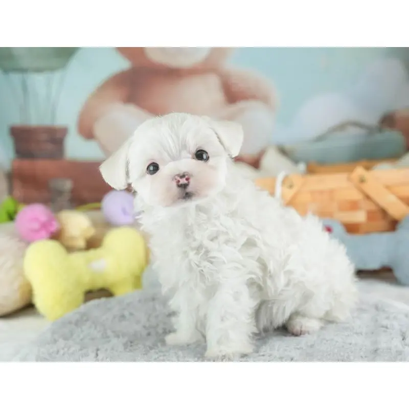 販売中の埼玉県のミックス犬-453241の8枚目