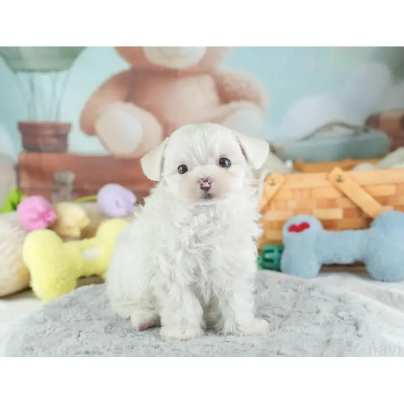 販売中の埼玉県のミックス犬-453241の7枚目