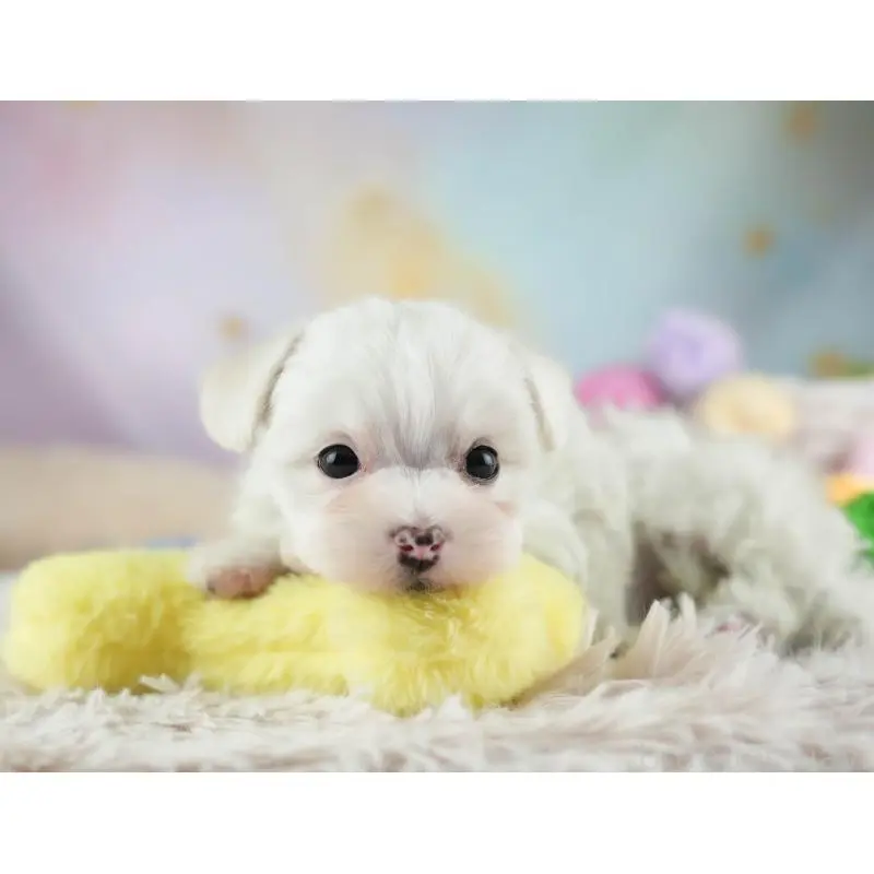 販売中の埼玉県のミックス犬-453241の6枚目