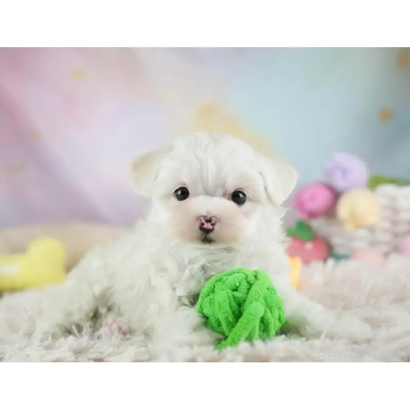 販売中の埼玉県のミックス犬-453241の5枚目