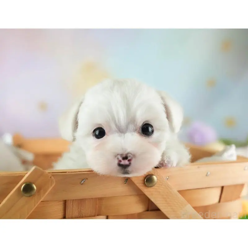 販売中の埼玉県のミックス犬-453241の4枚目