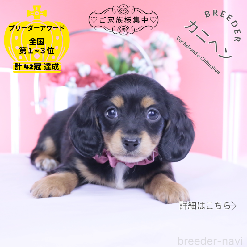 販売中の愛知県のカニンヘンダックスフンド(ロングヘアード)-449439