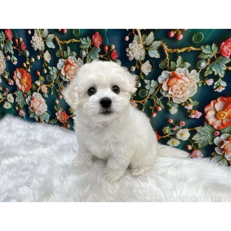 販売中の東京都のビションフリーゼ-447408の3枚目