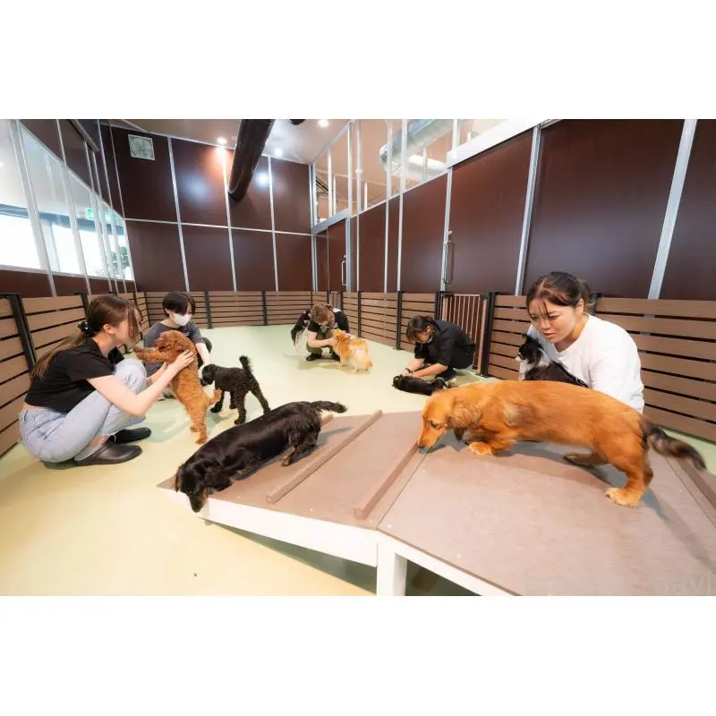 販売中の埼玉県のミックス犬-453240の14枚目