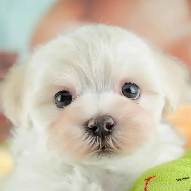 ♂︎ミックス犬