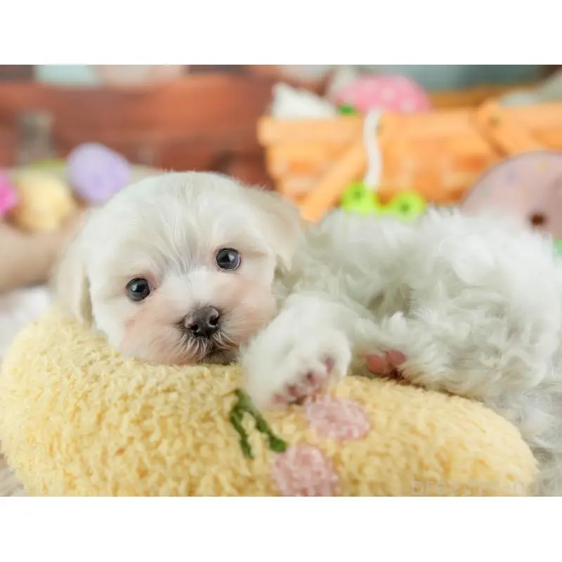 販売中の埼玉県のミックス犬-453240の12枚目