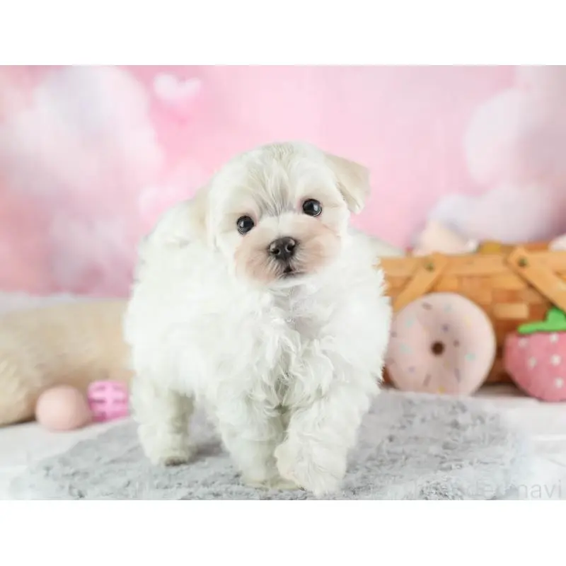 販売中の埼玉県のミックス犬-453240の11枚目