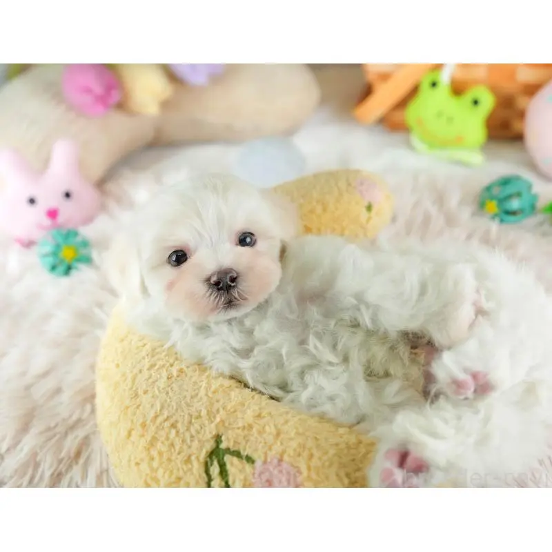 販売中の埼玉県のミックス犬-453240の10枚目