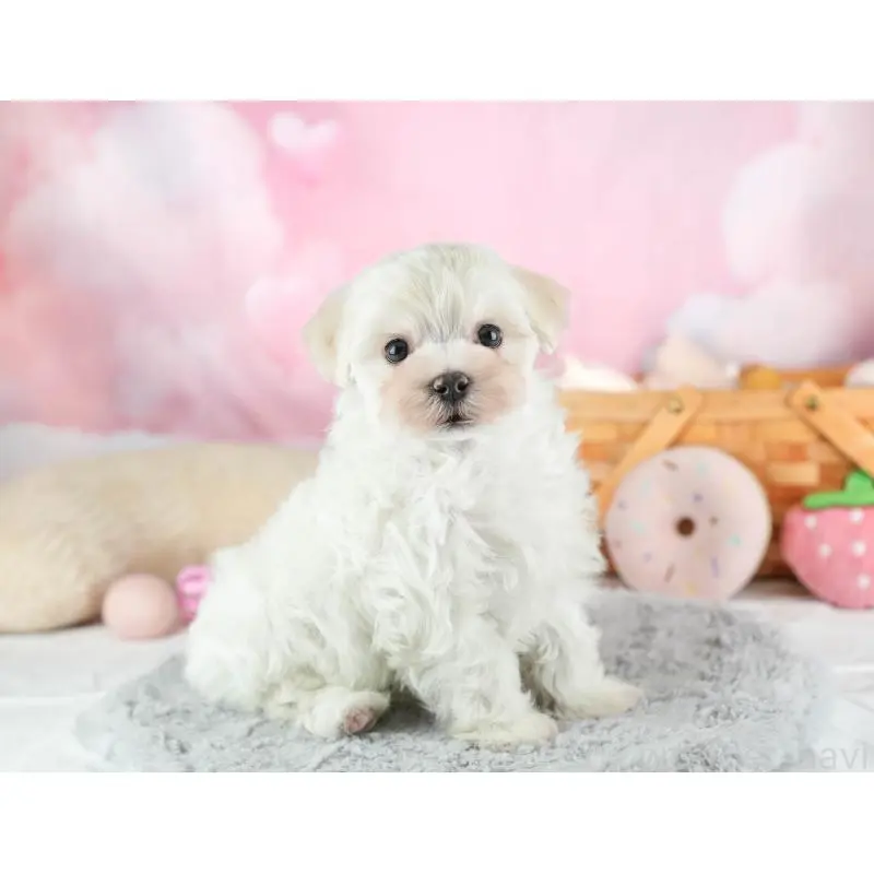 販売中の埼玉県のミックス犬-453240の9枚目