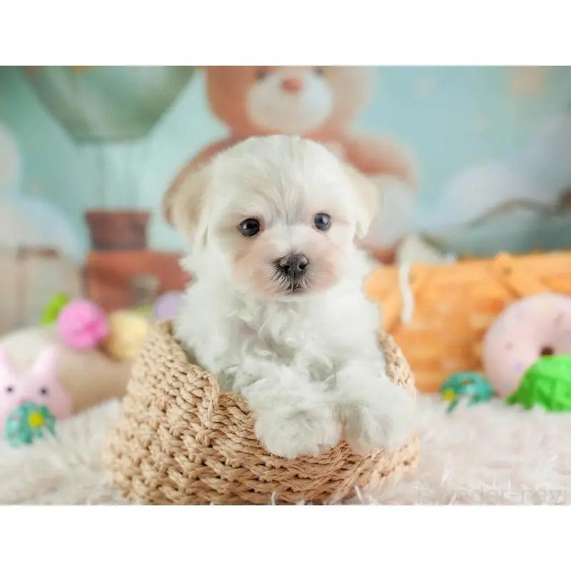 販売中の埼玉県のミックス犬-453240の8枚目