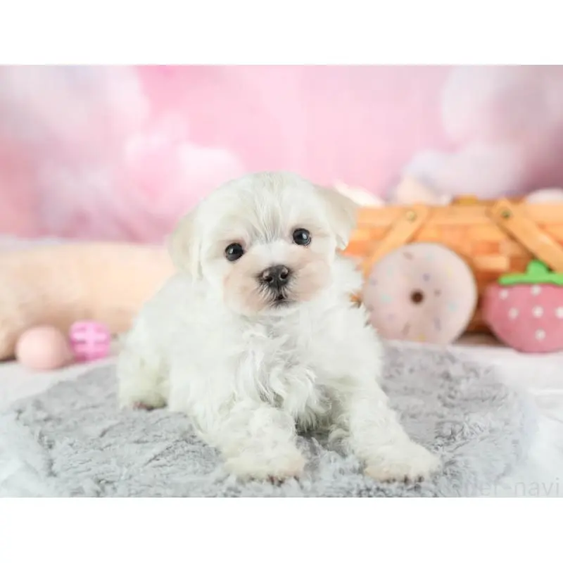 販売中の埼玉県のミックス犬-453240の7枚目