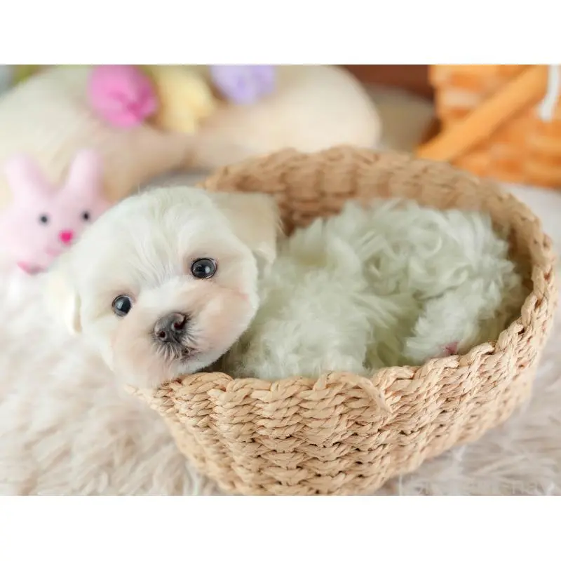 販売中の埼玉県のミックス犬-453240の6枚目