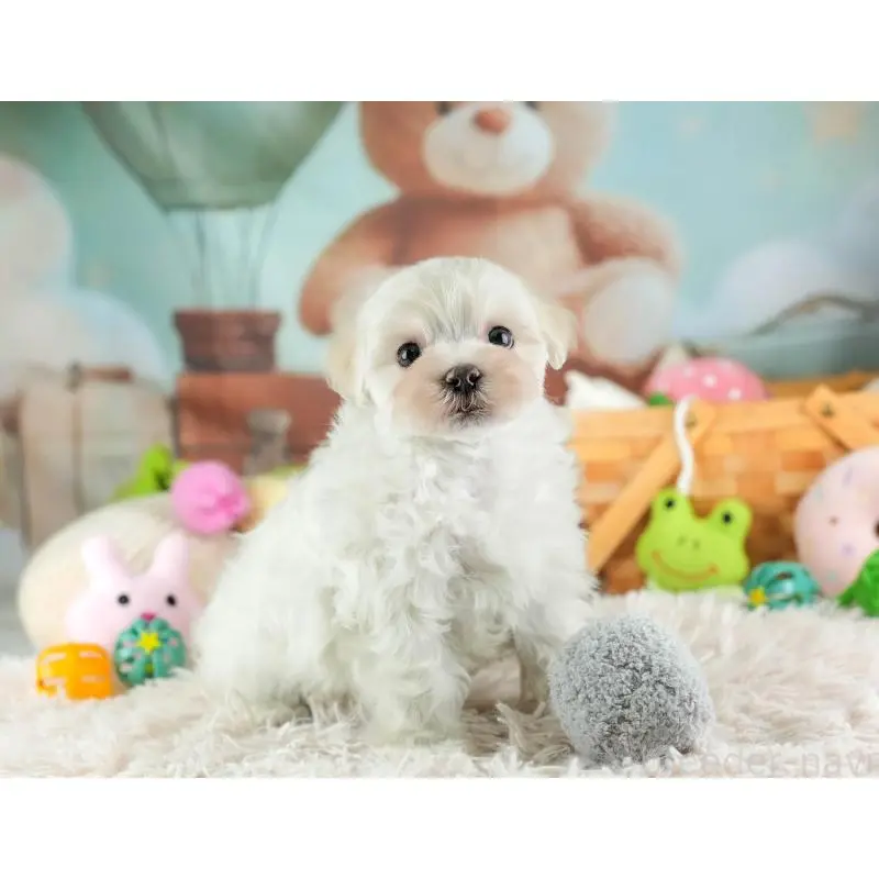 販売中の埼玉県のミックス犬-453240の5枚目