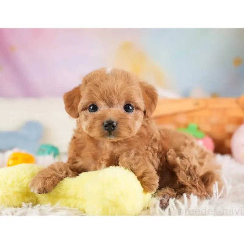 販売中の埼玉県のチワプー:チワワ×トイプードル-453236の12枚目