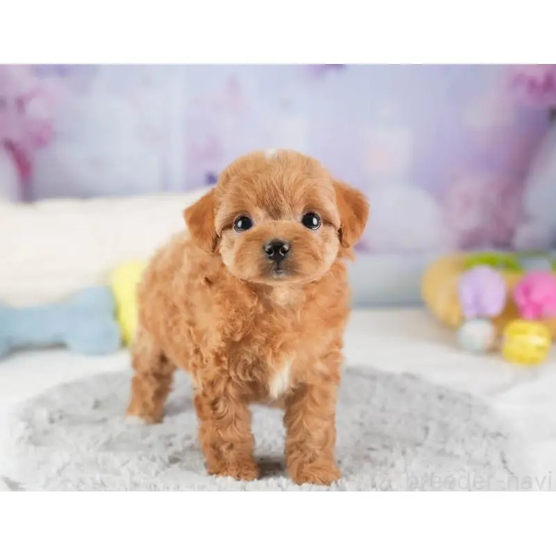 販売中の埼玉県のチワプー:チワワ×トイプードル-453236の10枚目