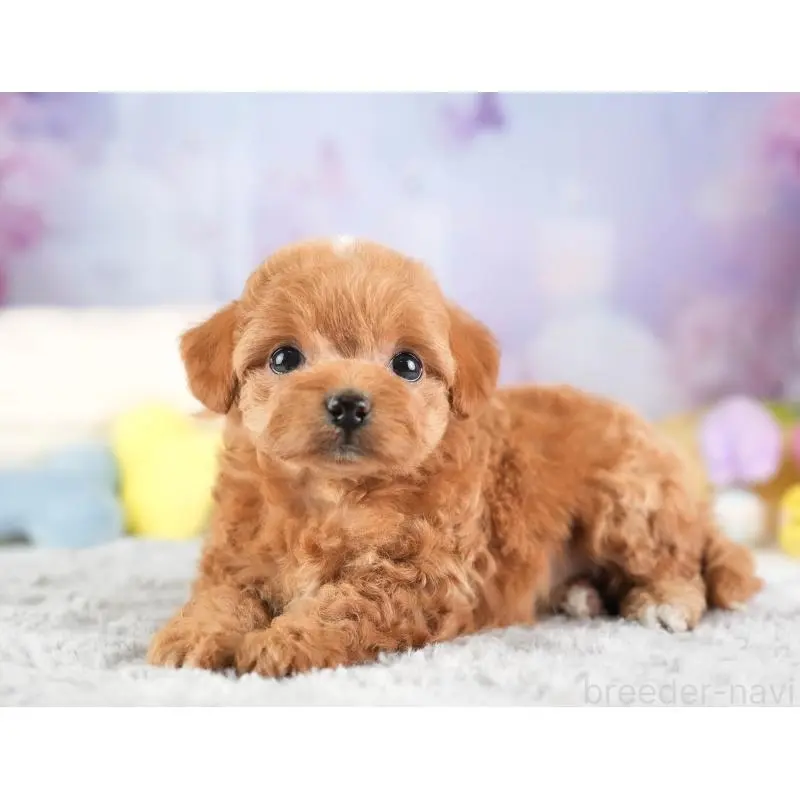 販売中の埼玉県のチワプー:チワワ×トイプードル-453236の9枚目