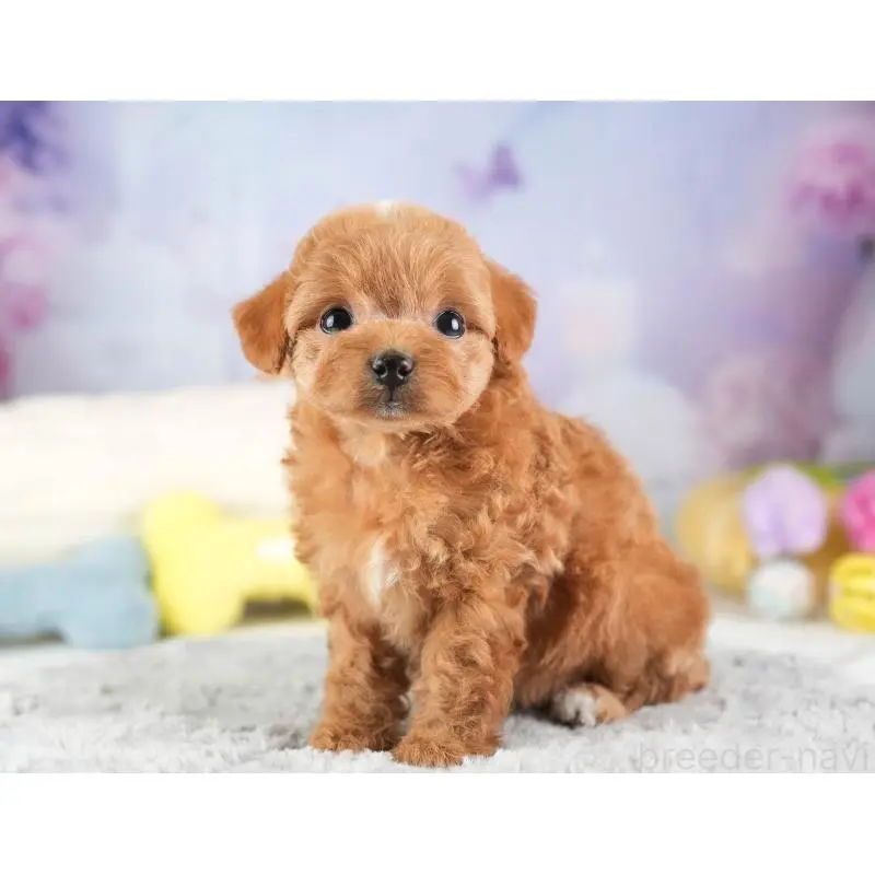 販売中の埼玉県のチワプー:チワワ×トイプードル-453236の7枚目