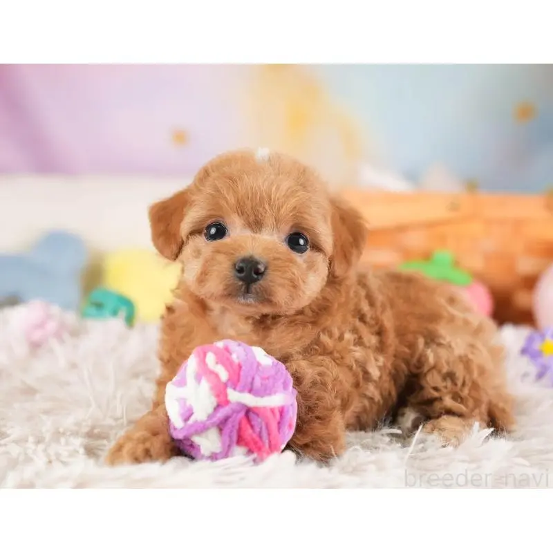 販売中の埼玉県のチワプー:チワワ×トイプードル-453236の6枚目