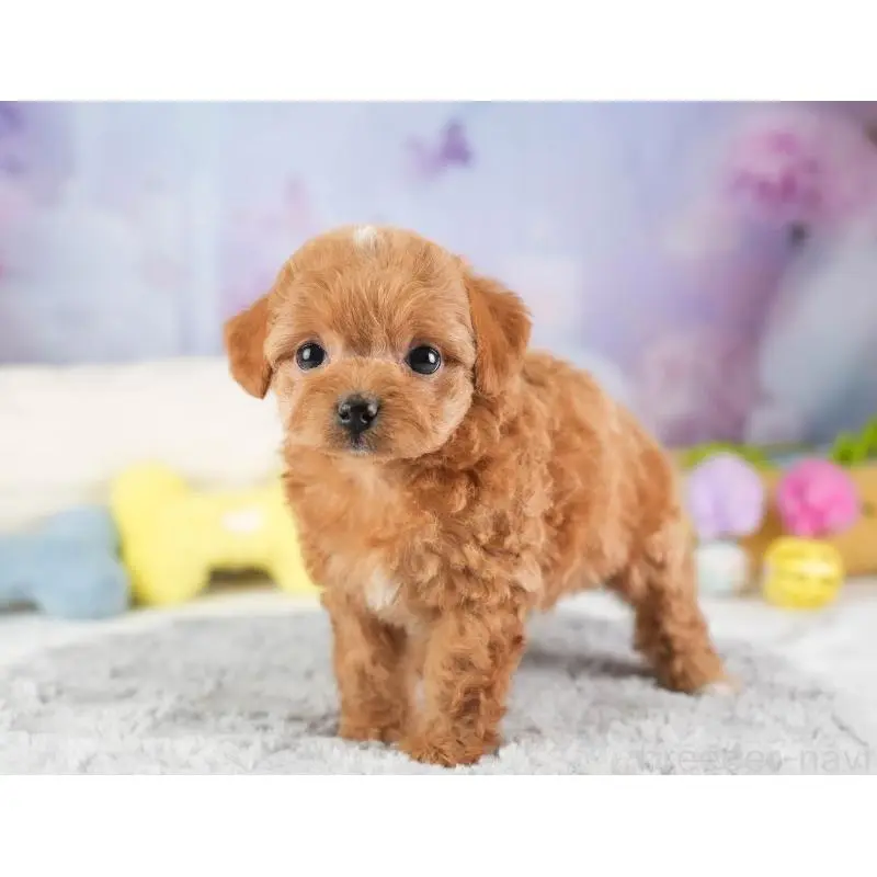 販売中の埼玉県のチワプー:チワワ×トイプードル-453236の4枚目