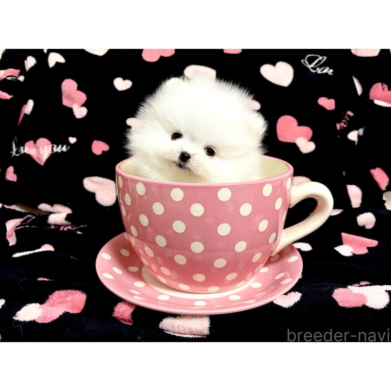 販売中の京都府のポメラニアン-452374