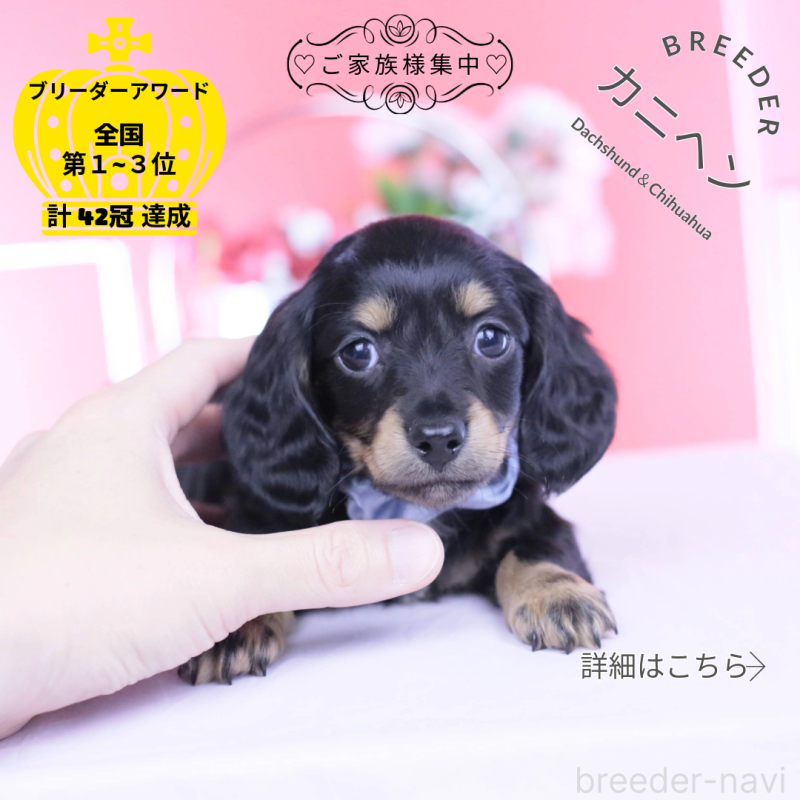 販売中の愛知県のカニンヘンダックスフンド(ロングヘアード)-449437