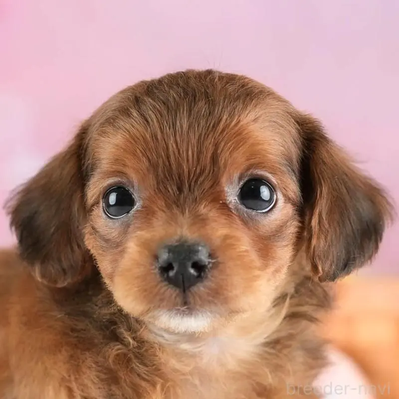 ♂︎チワプー:チワワ×トイプードル