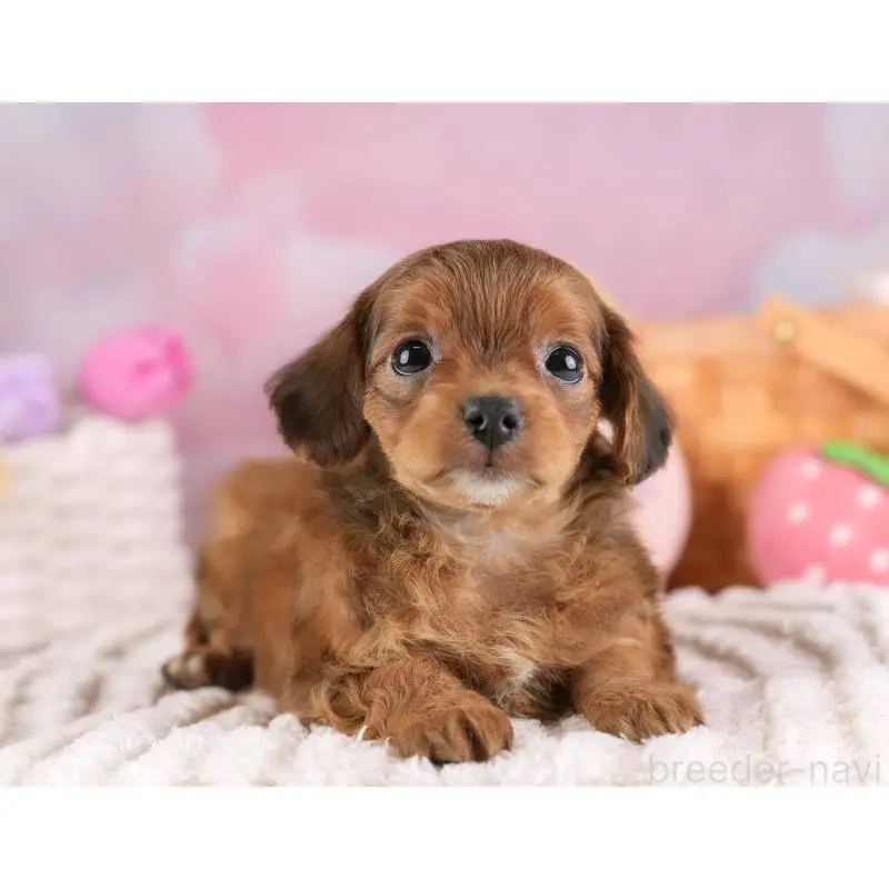 販売中の埼玉県のチワプー:チワワ×トイプードル-453233の12枚目