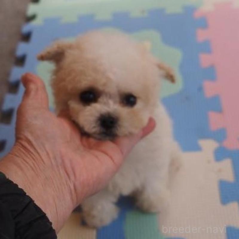 販売中の奈良県のトイプードル-452382の5枚目