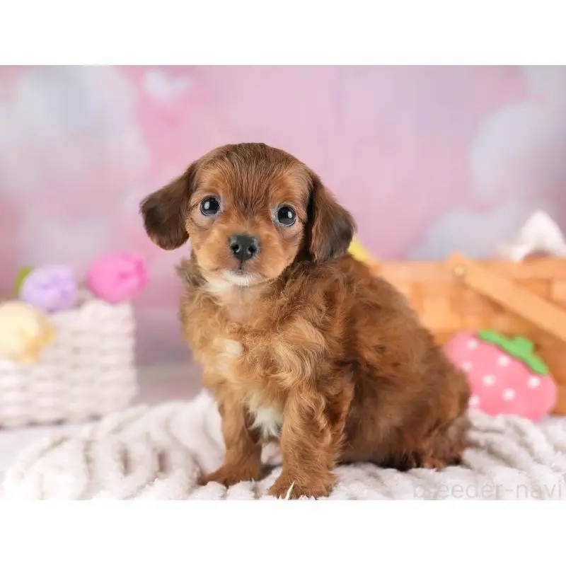 販売中の埼玉県のチワプー:チワワ×トイプードル-453233の11枚目