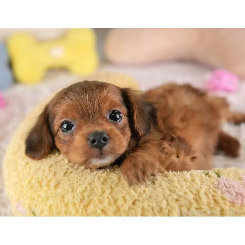 販売中の埼玉県のチワプー:チワワ×トイプードル-453233の10枚目